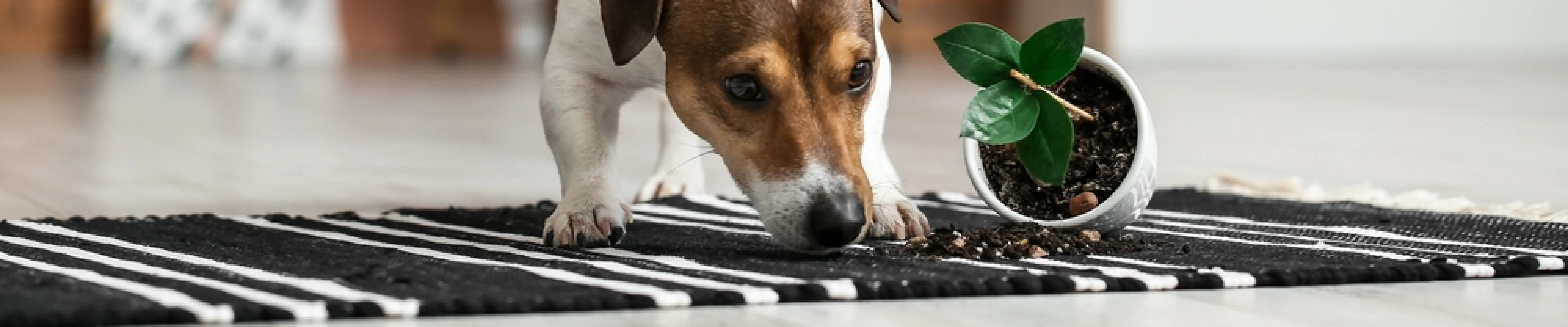 carpet cleaning in brooklyn, carpet cleaning in brooklyn, carpet cleaning brooklyn, carpet cleaners in brooklyn, carpet cleaners in brooklyn, commercial carpet cleaning, commercial carpet cleaning in brooklyn, brooklyn rug cleaners, rug cleaning services in brooklyn, same day carpet cleaning, same day rug cleaning