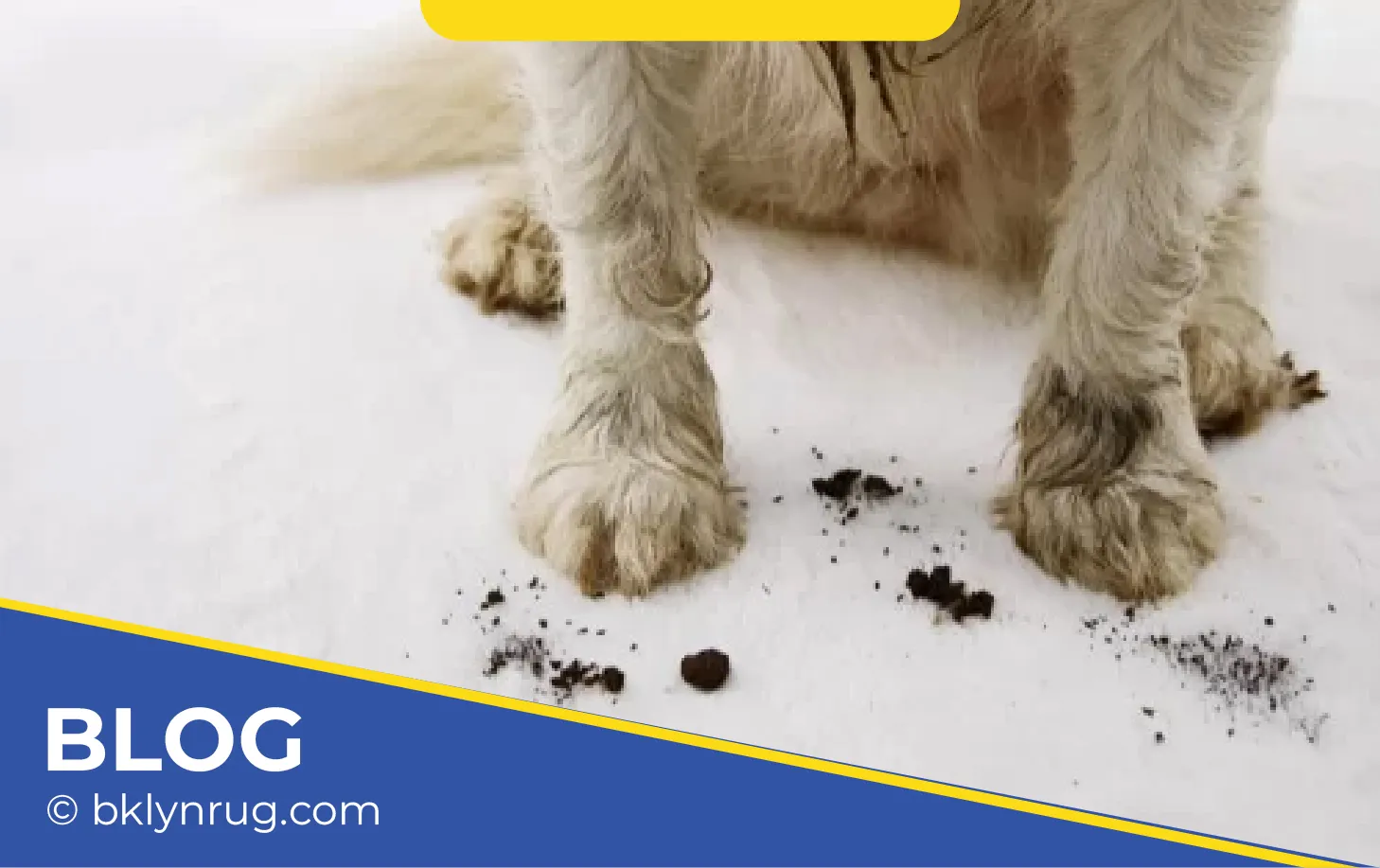 carpet cleaning in brooklyn, carpet cleaning in new york, carpet cleaning brooklyn, carpet cleaners in brooklyn, carpet cleaners in new york, commercial carpet cleaning, commercial carpet cleaning in brooklyn, brooklyn rug cleaners, rug cleaning services in brooklyn, same day carpet cleaning, same day rug cleaning