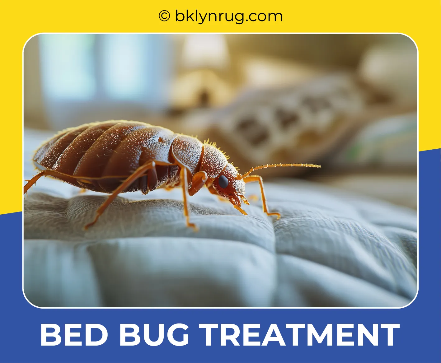 carpet cleaning in brooklyn, carpet cleaning in new york, carpet cleaning brooklyn, carpet cleaners in brooklyn, carpet cleaners in new york, commercial carpet cleaning, commercial carpet cleaning in brooklyn, brooklyn rug cleaners, rug cleaning services in brooklyn, same day carpet cleaning, same day rug cleaning